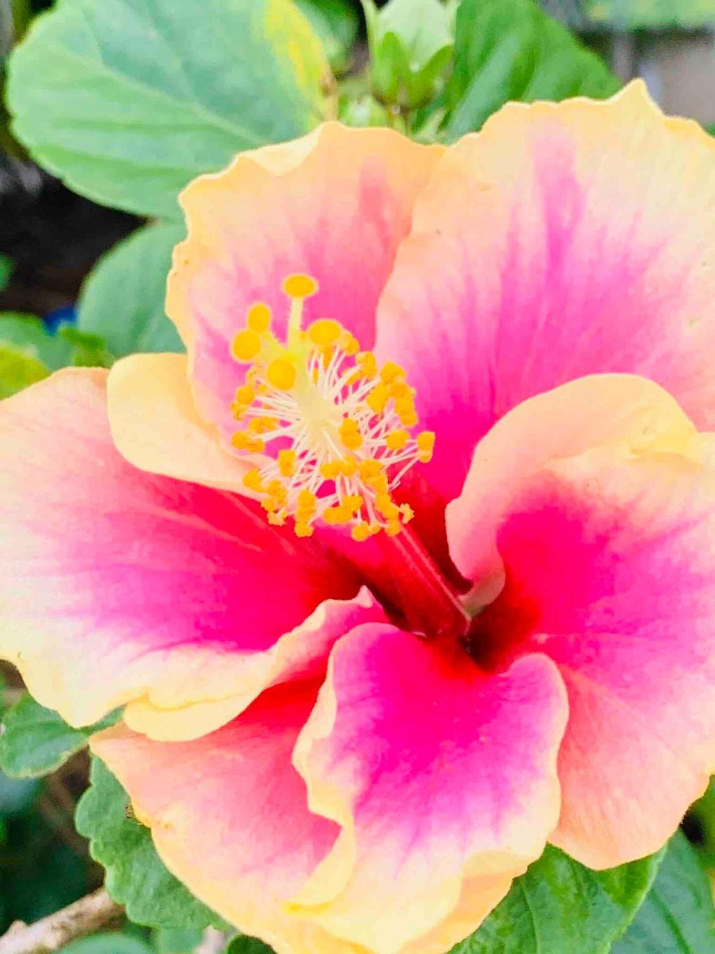 North Shore Garden Suite ハレイワ エクステリア 写真